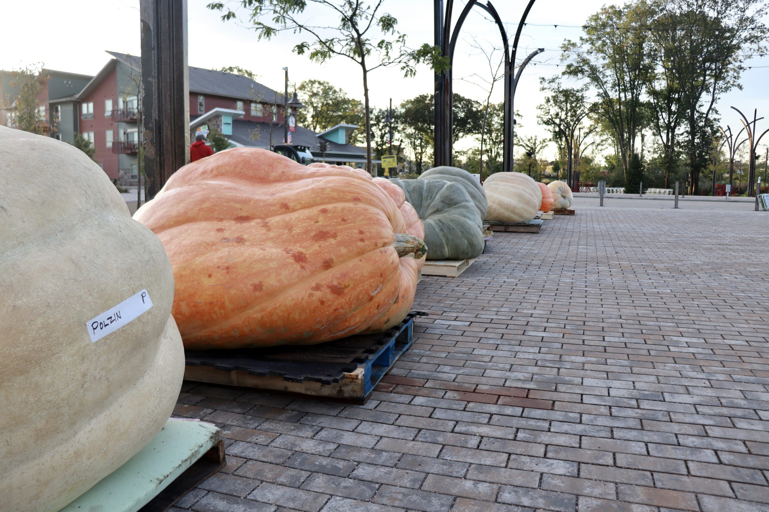 Oinking Acres Farm Rescue & Sanctuary collecting pumpkin donations